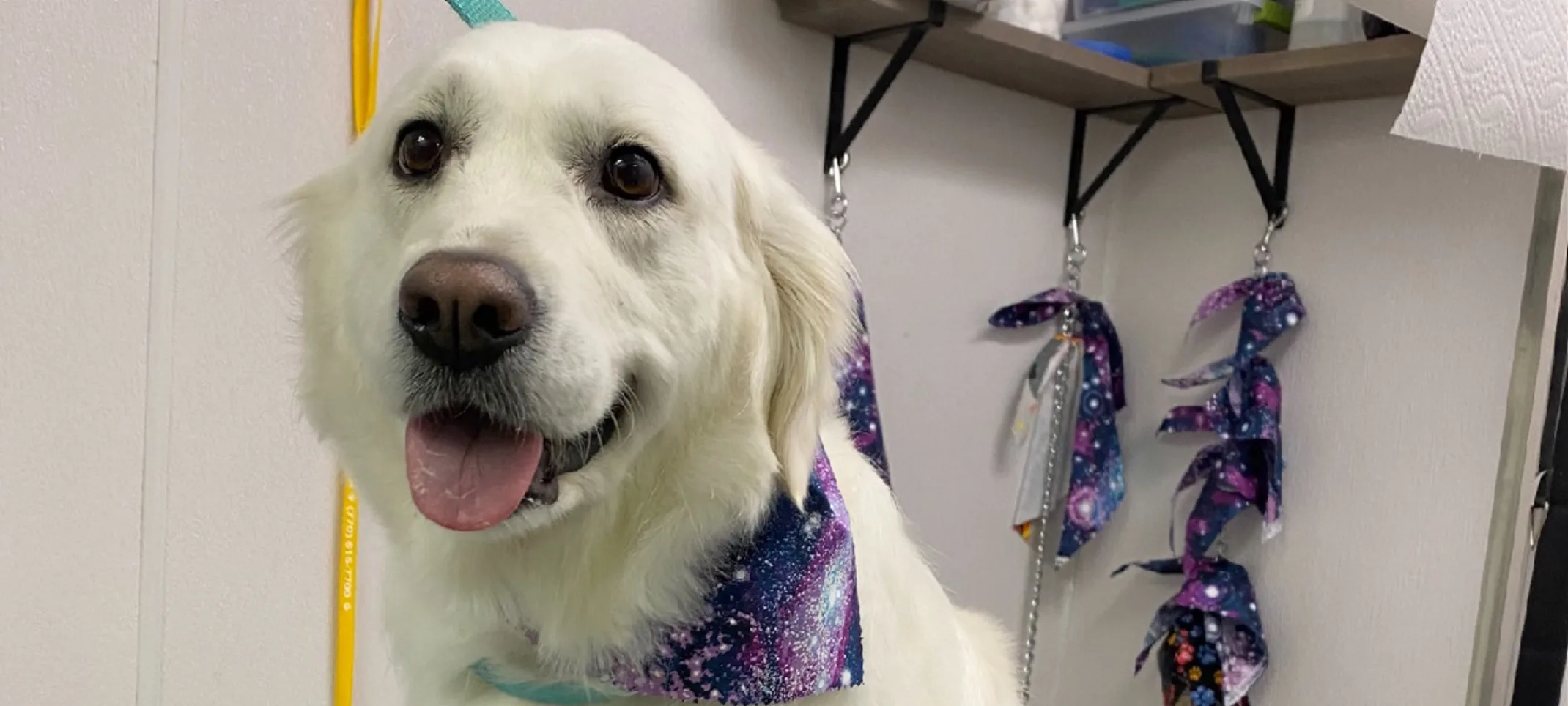 A golden retriever sitting on the grooming table